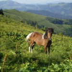9. Koń huculski to stały element krajobrazu Gór Hryniawskich.