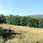 25. Z łąki na Polaniszczu ujrzeliśmy połoninę Ostrej Hory powyżej lasu.