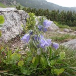 17. Dzwonek alpejski to typowa roślina tatrzańska.
