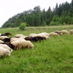 36. Duże stado owiec i kóz pod opieką pasterza...