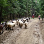 17. W lesie przed przełęczą Pietrii spotkaliśmy wracające z pastwiska kozy i owce.