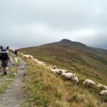 32. Przełęcz „La Cruce” przywitała nas ogromnymi stadami owiec i koni...