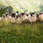23. Rumuńskie owce szczycą się fantazyjnymi rogami.