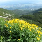 39. …podziwialiśmy jaskrawożółte kwiaty omiega górskiego.