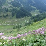 58. Stok nad doliną potoku Obertal kwitł miłosną górską.